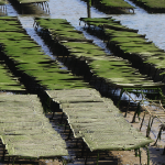 Bancs d'huitres